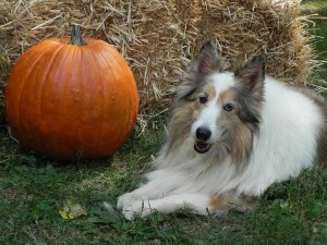 Ginny&Pumpkin