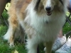 2013-sept-sheltie-picnic-023