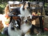 2013-sept-sheltie-picnic-151