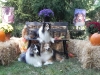 2013-sept-sheltie-picnic-156