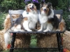 2013-sept-sheltie-picnic-162