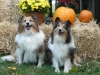 2013-sept-sheltie-picnic-169