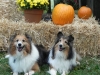 2013-sept-sheltie-picnic-172