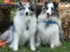 2013-sept-sheltie-picnic-183