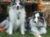 2013-sept-sheltie-picnic-185