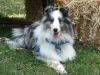 2013-sept-sheltie-picnic-186