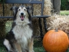 2013-sept-sheltie-picnic-214