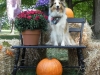 2013-sept-sheltie-picnic-224