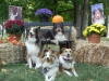 2013-sept-sheltie-picnic-242