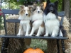 penny-maggie-mo-2