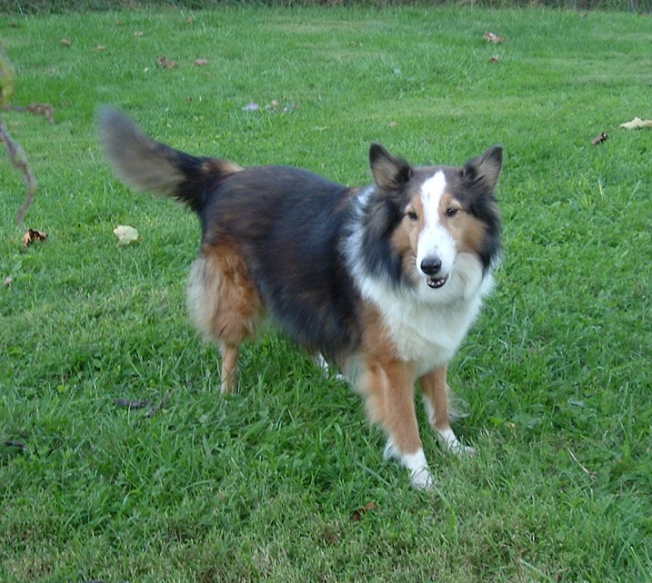 Adoptions | Indiana Sheltie Rescue