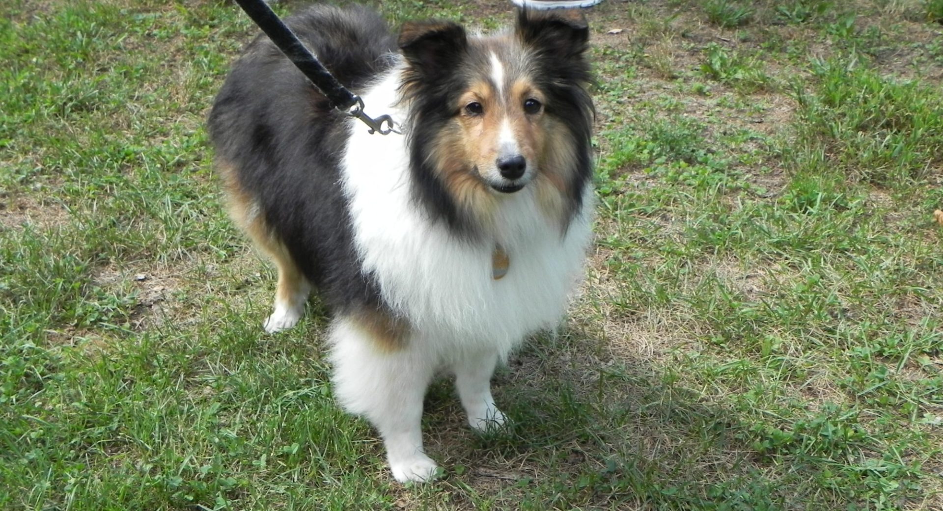 Adoptable Shelties Indiana Sheltie Rescue Inc.