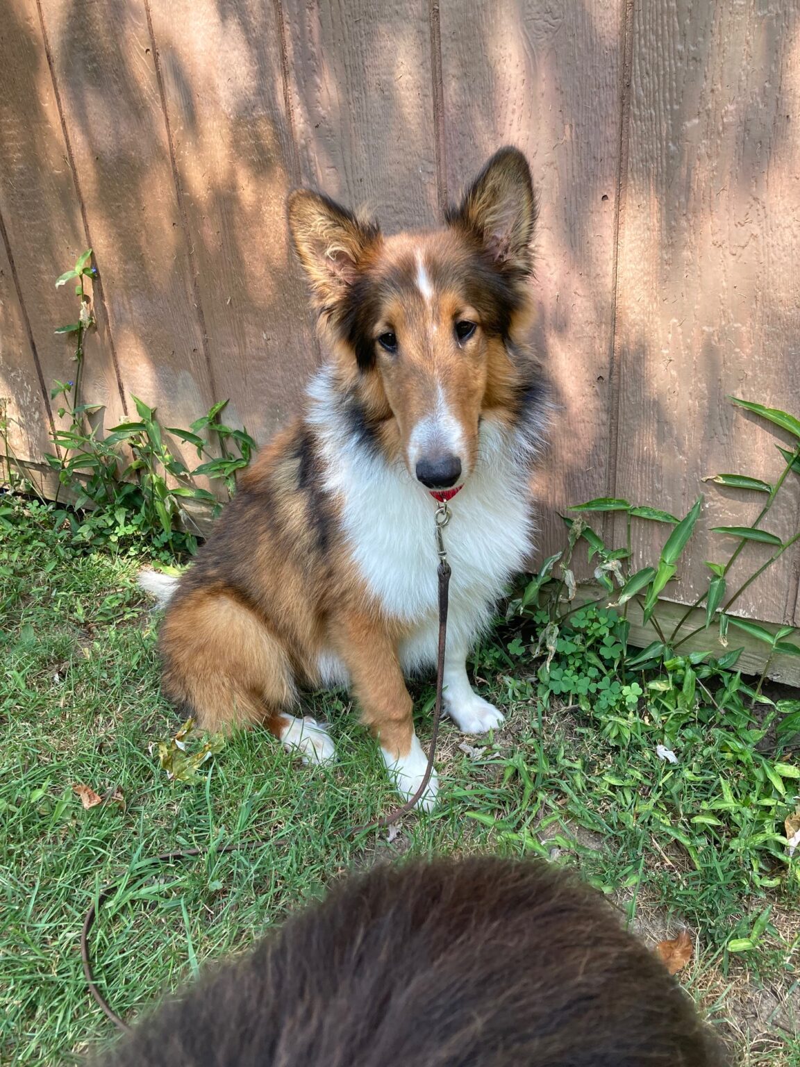 Sheltie Rescue Sc Indiana Sheltie Rescue Inc. – 702 Shelties rescued since April 1999